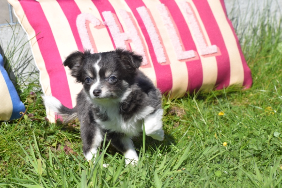 Chihuahua (teef) 00817