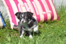 Chihuahua (teef) 00817