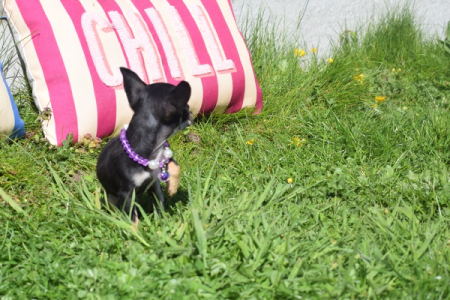 Chihuahua (teef) 68451