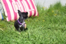 Chihuahua (teef) 68451