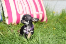 Chihuahua (teef) 68451