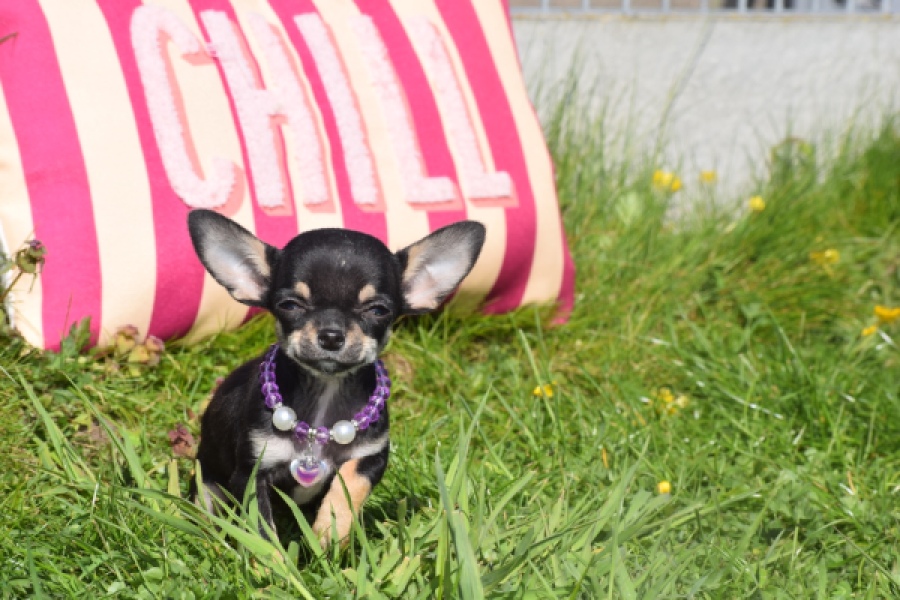 Chihuahua (teef) 68451