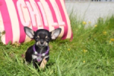 Chihuahua (teef) 68451