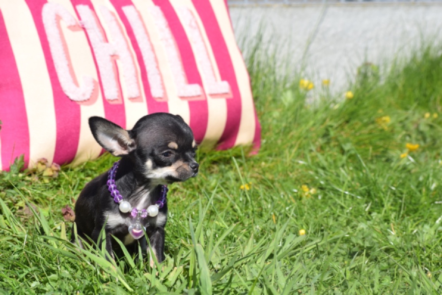 Chihuahua (teef) 68451