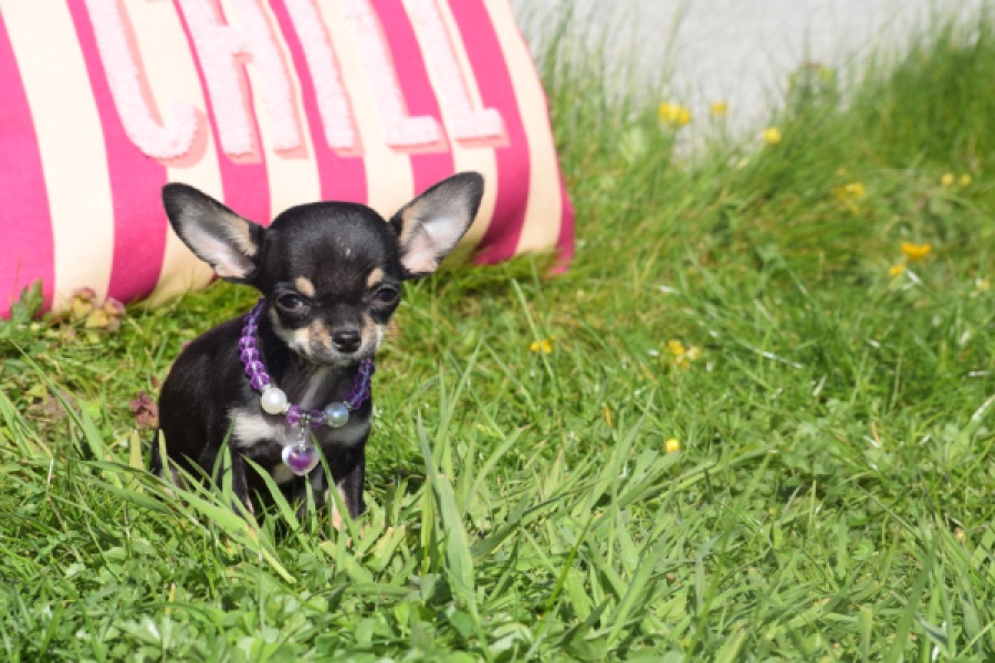 Chihuahua (teef) 68451