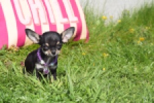 Chihuahua (teef) 68451