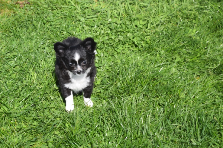 Chihuahua (reu) 00825