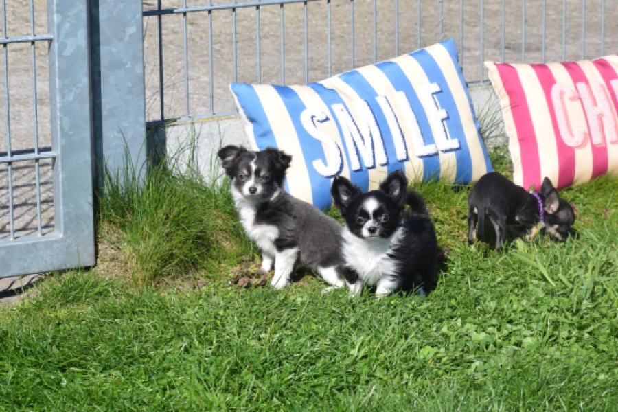 Chihuahua (reu) 00825