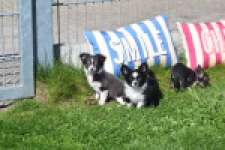 Chihuahua (reu) 00825