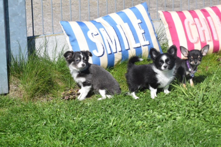 Chihuahua (teef) 68451