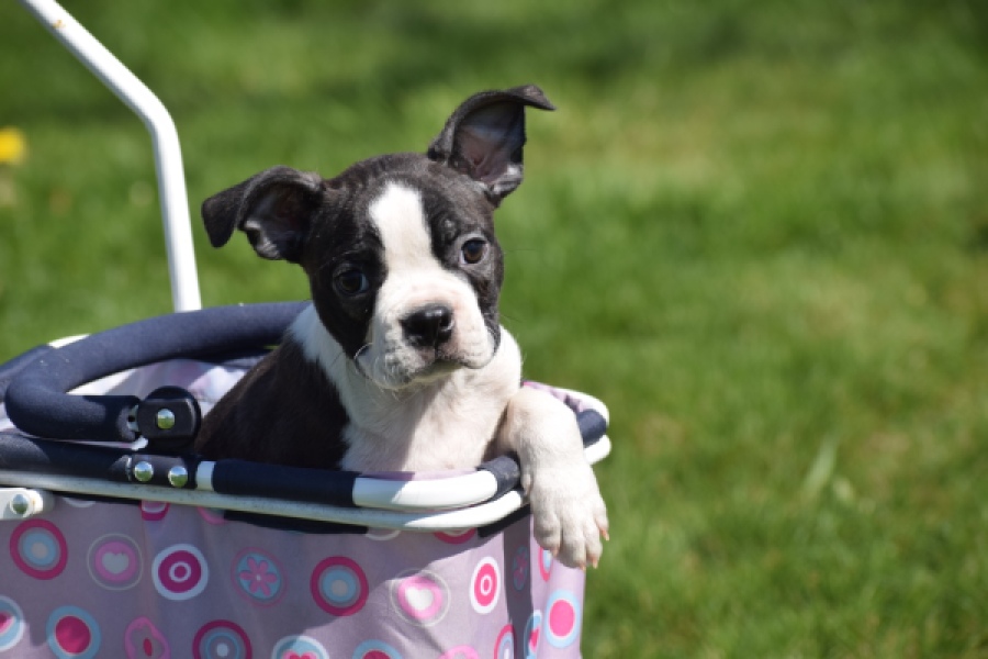 Boston Terrier (reu) 70060