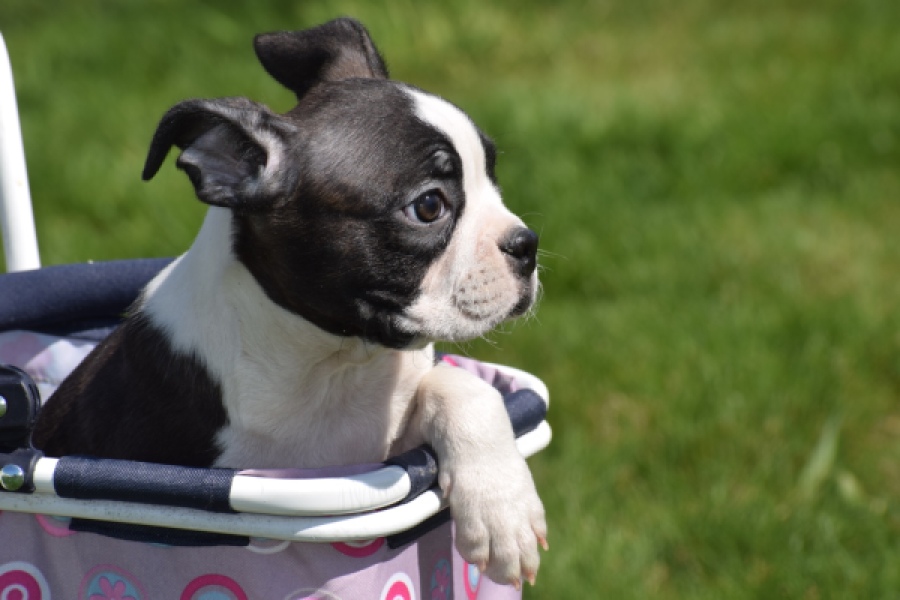Boston Terrier (reu) 70060