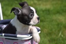 Boston Terrier (reu) 70060