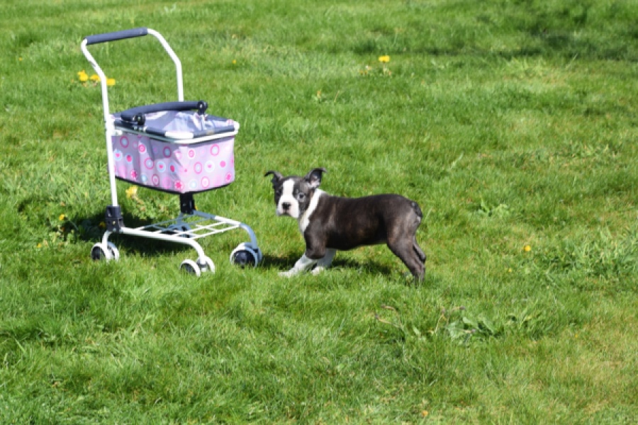 Boston Terrier (reu) 70060
