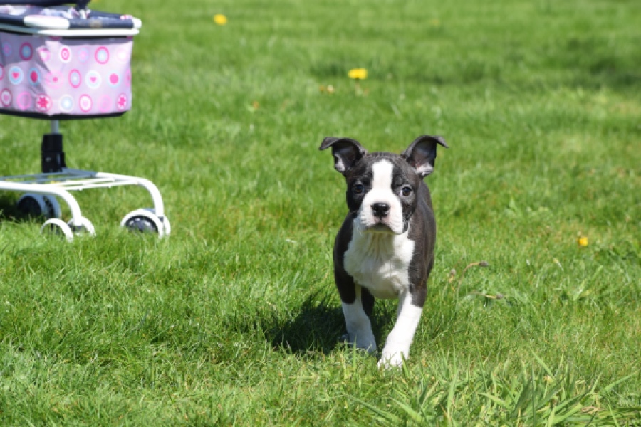 Boston Terrier (reu) 70060