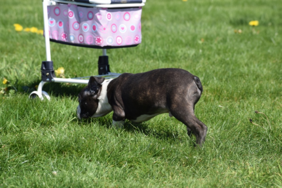Boston Terrier (reu) 70060