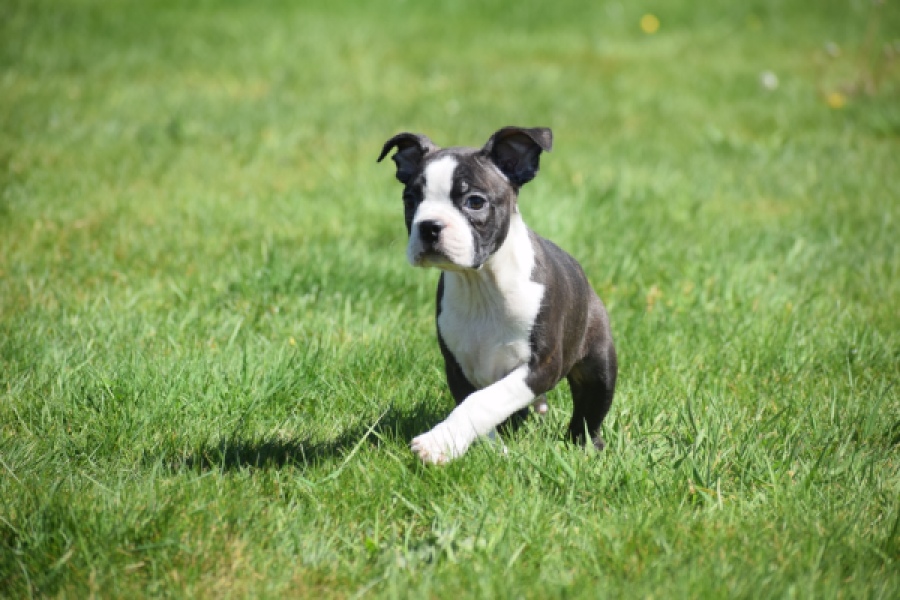 Boston Terrier (reu) 70060