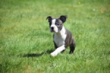 Boston Terrier (reu) 70060