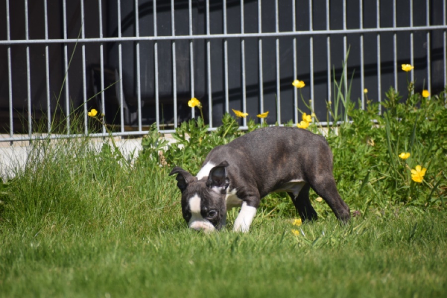 Boston Terrier (reu) 70060