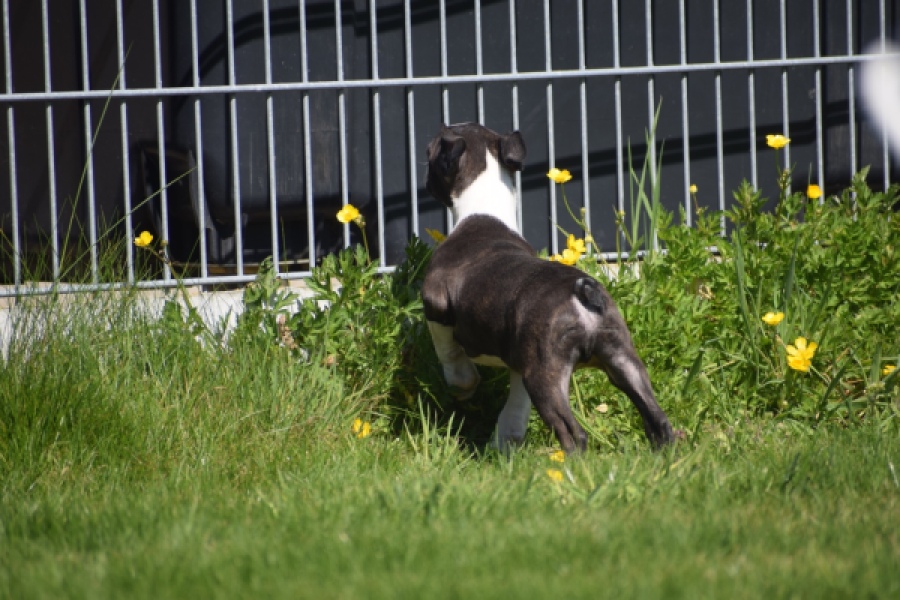 Boston Terrier (reu) 70060
