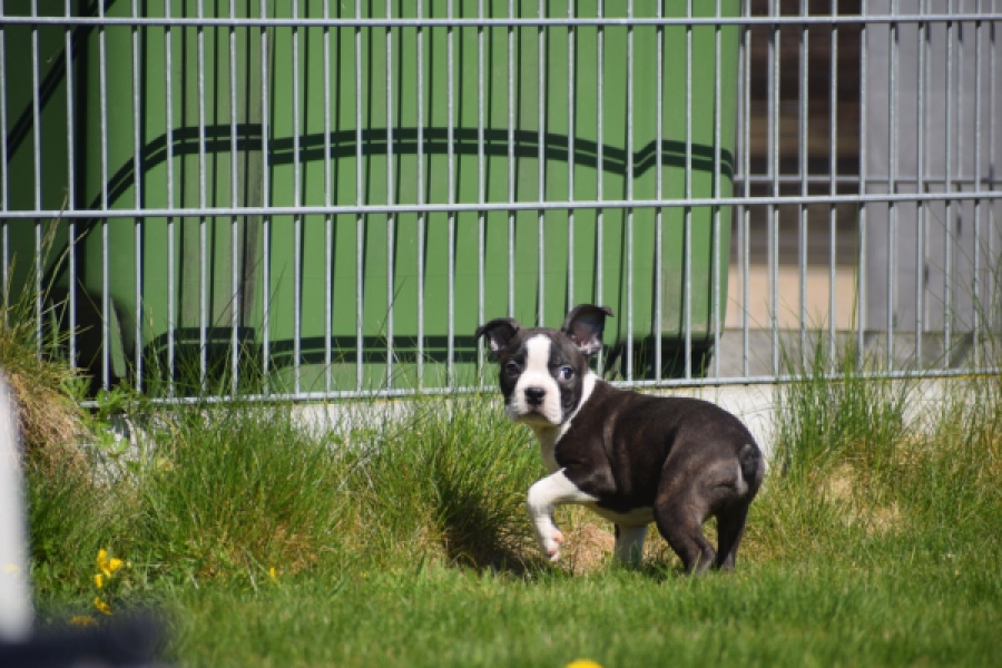 Boston Terrier (reu) 70060