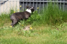 Boston Terrier (reu) 70060