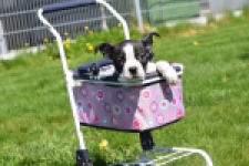 Boston Terrier (reu) 70060