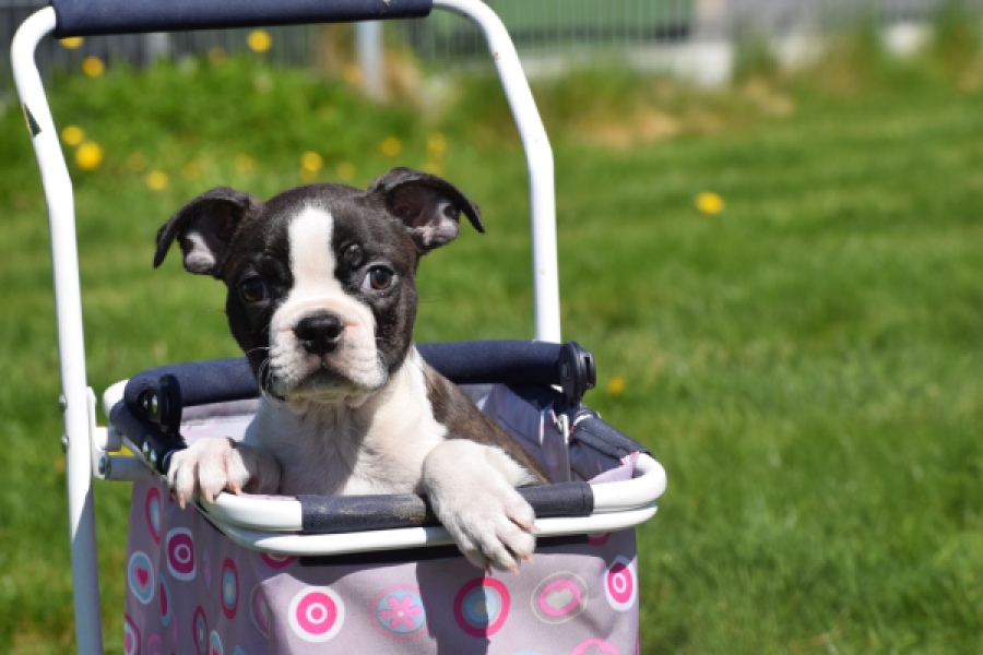 Boston Terrier (reu) 70020