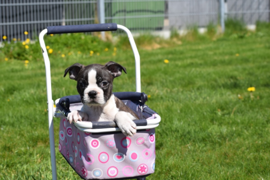 Boston Terrier (reu) 70020