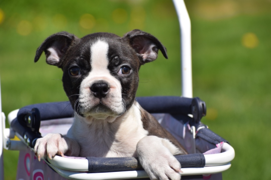 Boston Terrier (reu) 70020