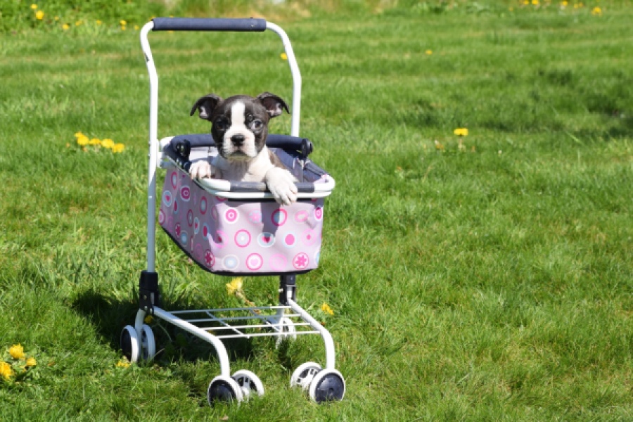 Boston Terrier (reu) 70020