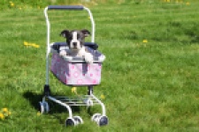 Boston Terrier (reu) 70020