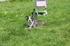 Boston Terrier (reu) 70020