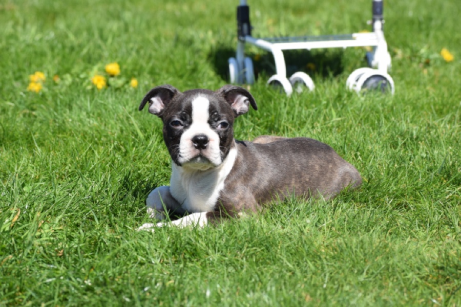 Boston Terrier (reu) 70020