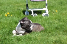 Boston Terrier (reu) 70020
