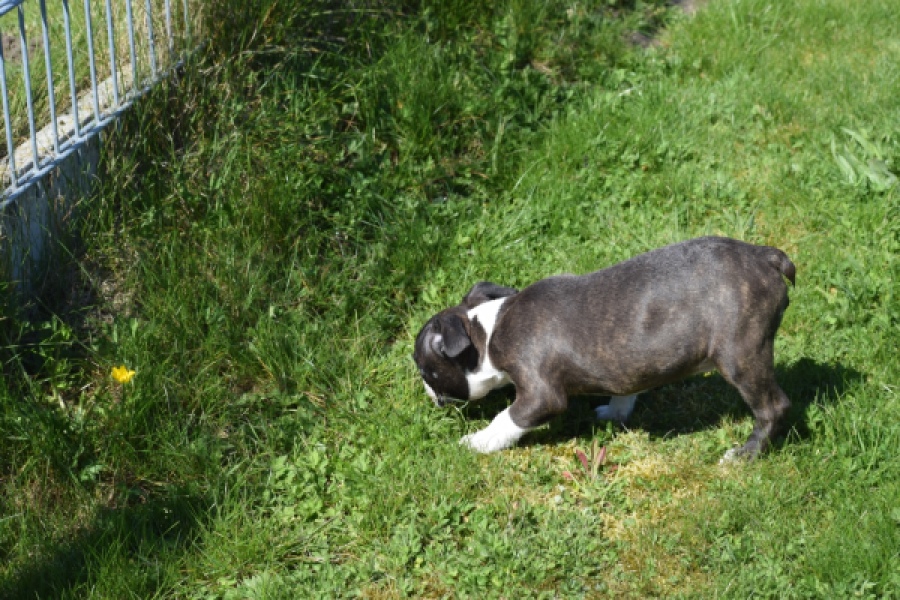 Boston Terrier (reu) 70020