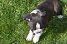 Boston Terrier (reu) 70020