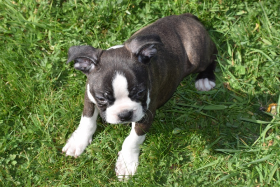 Boston Terrier (reu) 70020