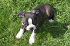 Boston Terrier (reu) 70020
