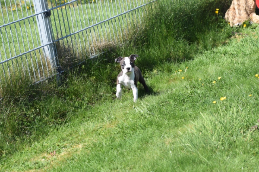 Boston Terrier (reu) 70014