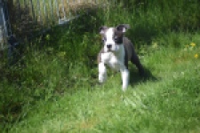 Boston Terrier (reu) 70014