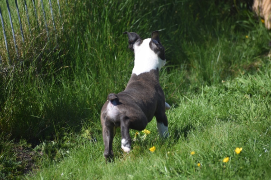 Boston Terrier (reu) 70014