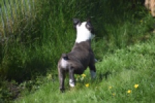 Boston Terrier (reu) 70014