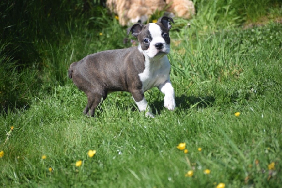 Boston Terrier (reu) 70014
