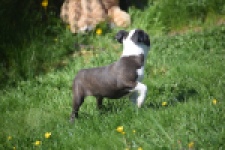 Boston Terrier (reu) 70014