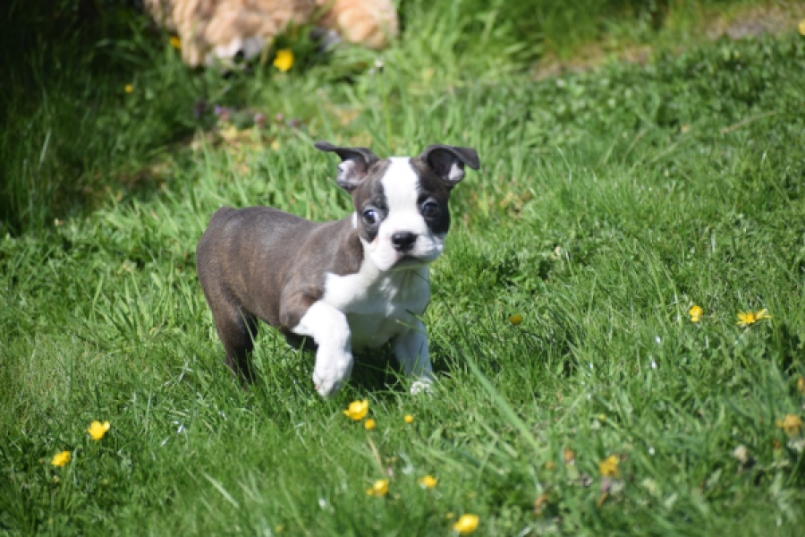 Boston Terrier (reu) 70014