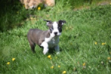 Boston Terrier (reu) 70014