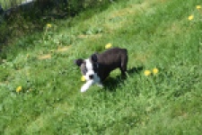 Boston Terrier (reu) 70014