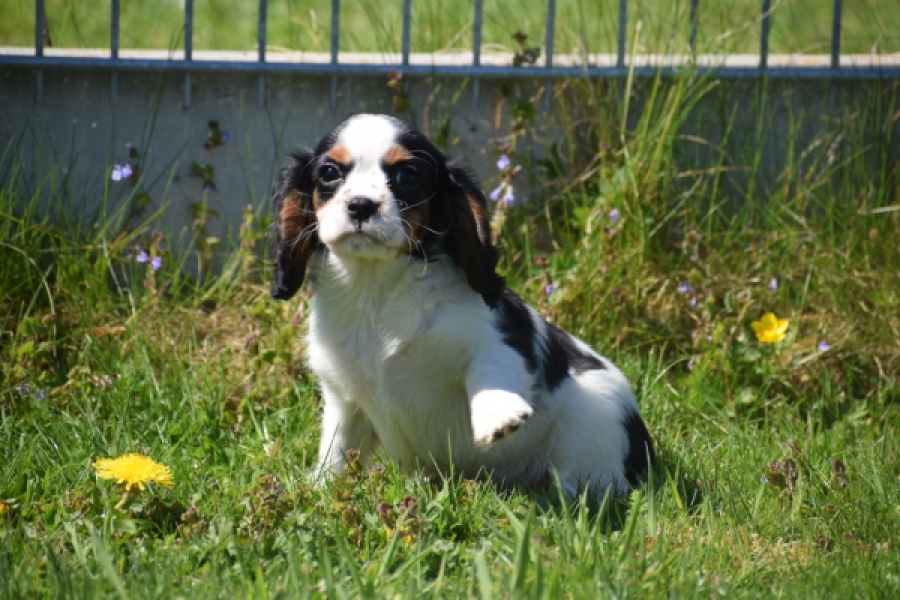 Cavalier King Charles Spaniel (reu) 30651