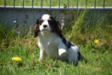 Cavalier King Charles Spaniel (reu) 30651